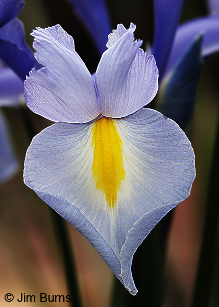 Wild Iris #2, Arizona