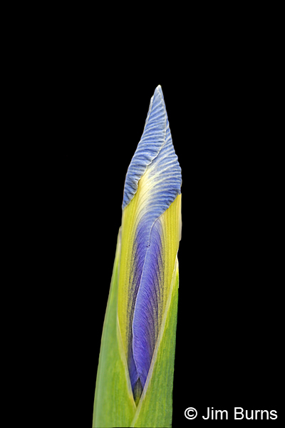 Wild Iris #3, Arizona