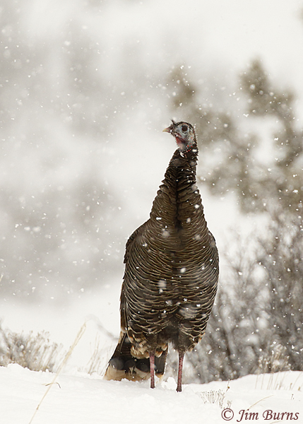 Wild Turkey in snow--6315