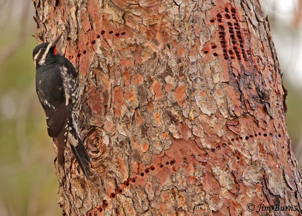 Williamson's Sapsucker male showing drill pattern and sap pooling up in wells--6067