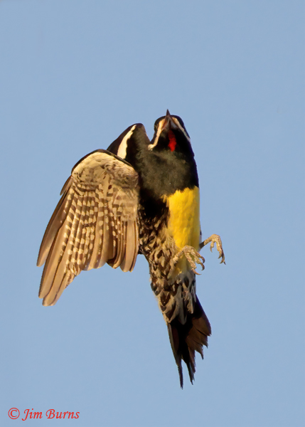 Williamson's Sapsucker male ventral flight--6853