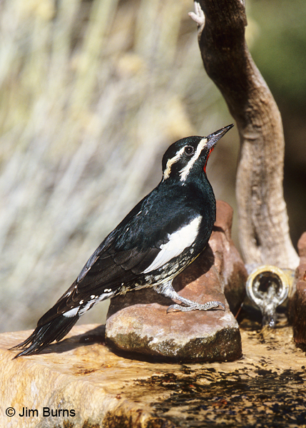 Williamson's Sapsucker male drinking at water feature