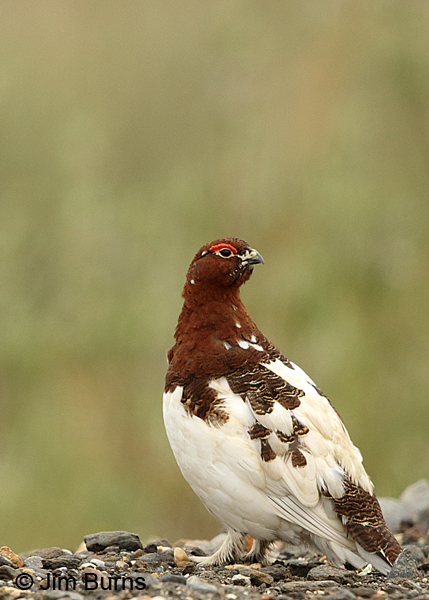 Willow Ptarmigan male courtship plumage