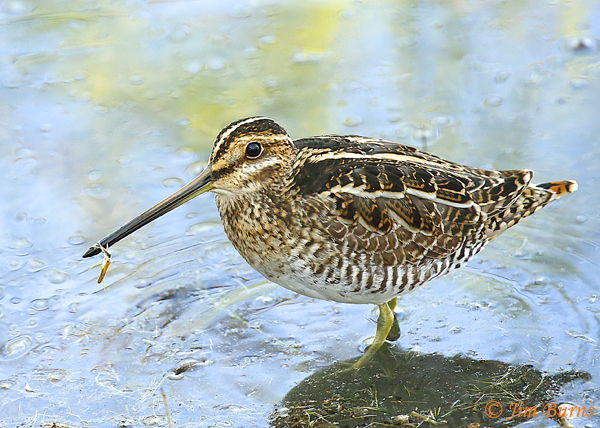 Wilson's Snipe with insect on bill--9165