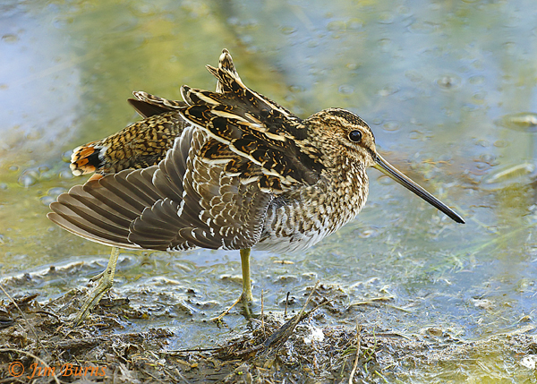 Wilson's Snipe wingstretch----9186