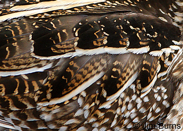 Wilson's Snipe--patterns in nature