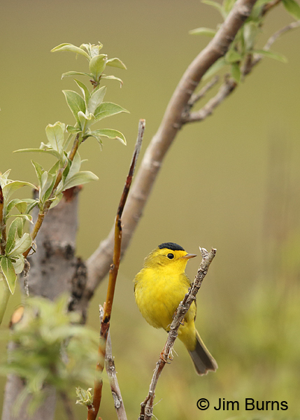 Wilson's Warbler male in willows