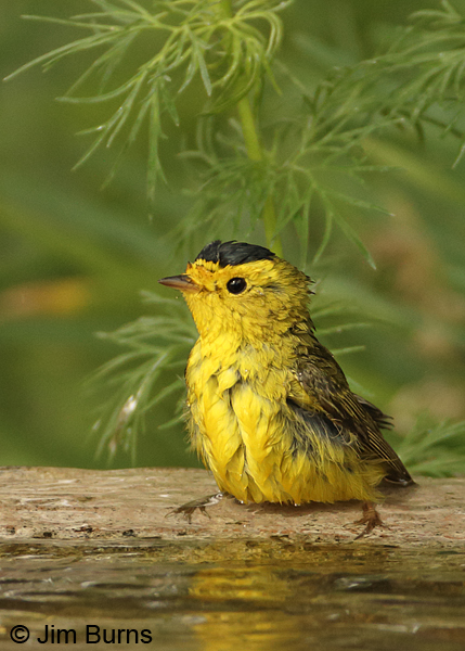 A male Wilson's Warbler bathes at a water feature in the Demonstration Garden.
