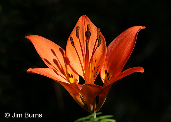 Wood Lily, Wisconsin