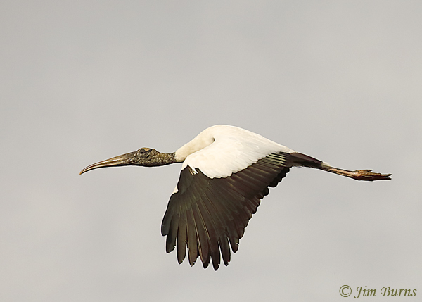 Wood Stork in flight #2--7443