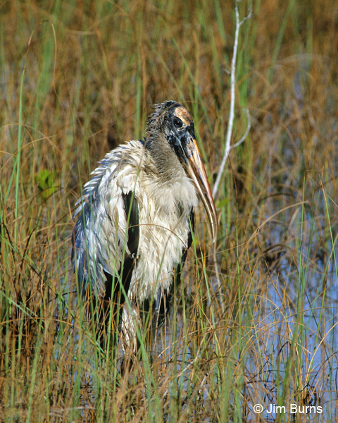 Wood Stork in saw grass