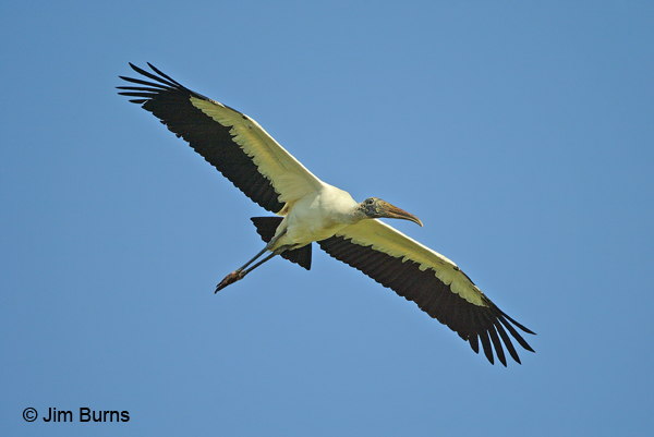 Wood Stork overhead