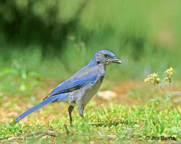 Woodhouse's Scrub-Jay juvenile with seed