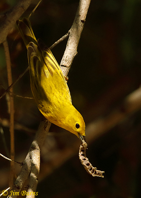 Yellow Warbler--PROPER EXPOSURE