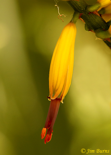 Yellow Aloe, Arizona--1034