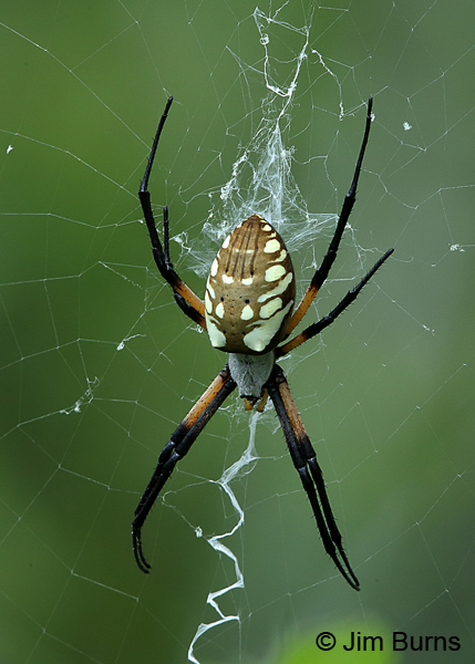 Yellow Garden Spider juvenile female, Texas