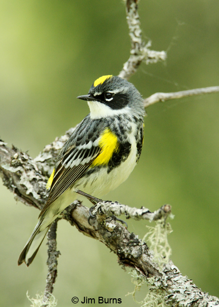 Yellow-rumped Warbler (Myrtle) male crown patch