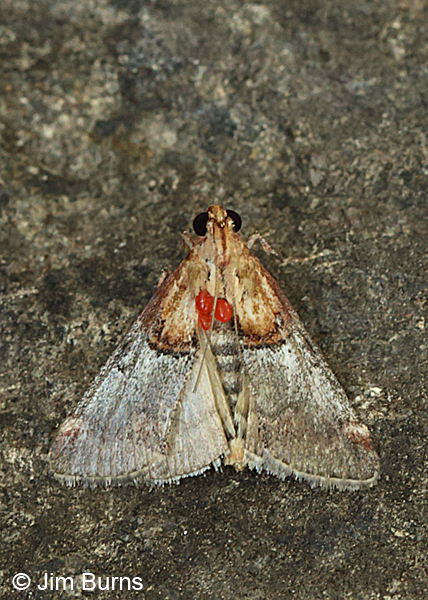 Yellow-based Cacozelia Moth with water mites