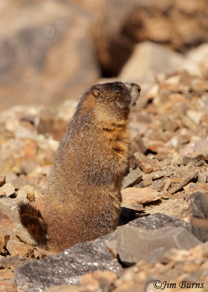 Yellow-bellied Marmot--0996