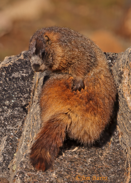 Yellow-bellied Marmot scratching--1068