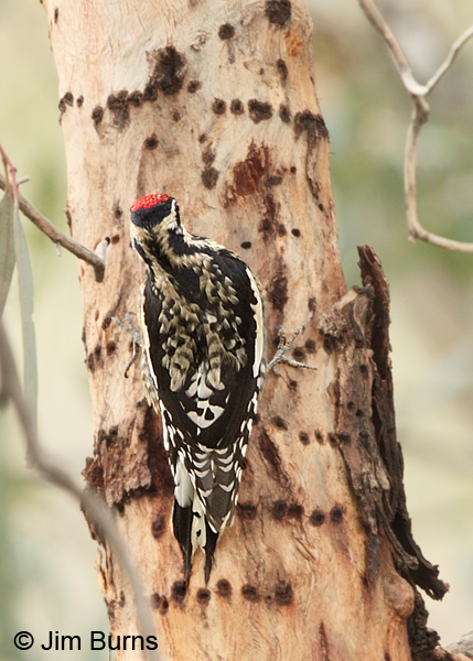 Yellow-bellied Sapsucker male dorsal view