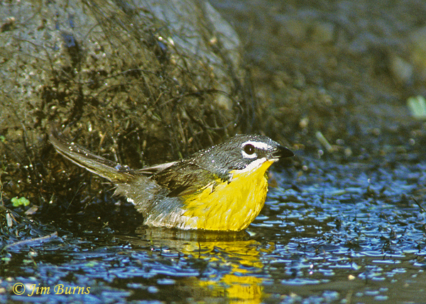 Yellow-breasted Chat bathing--