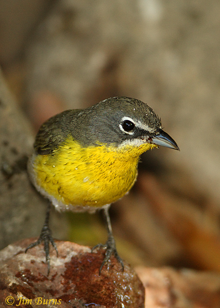 Yellow-breasted Chat juvenile--0547