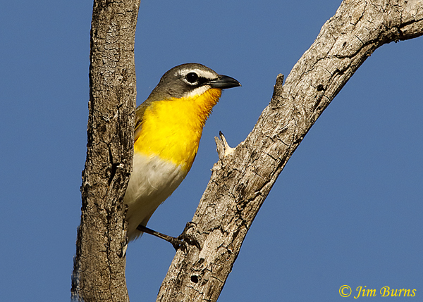 Yellow-breasted Chat perched--1954