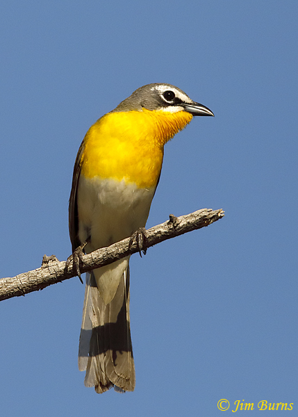 Yellow-breasted Chat surveying territory--1975