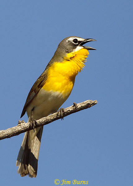 Yellow-breasted Chat singing--1978