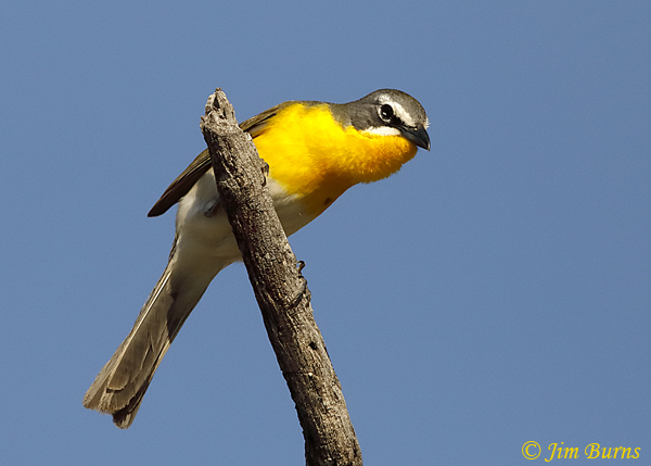 Yellow-breasted Chat horizontal #2--1983
