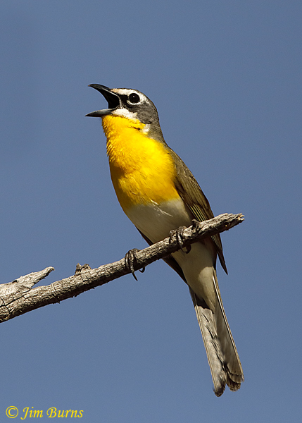 Yellow-breasted Chat singing #2--2067