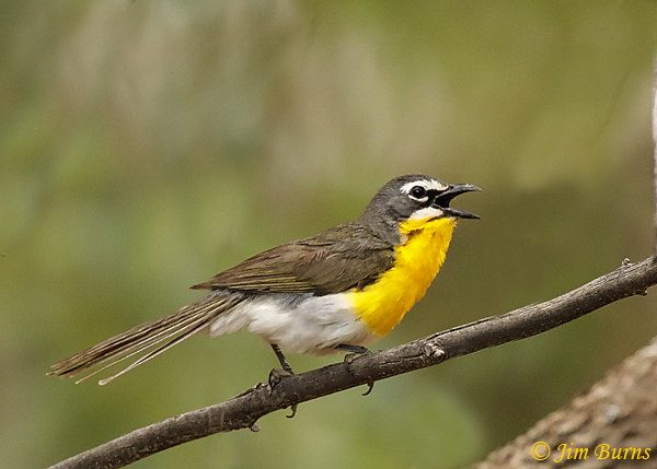 Yellow-breasted Chat vocalizing in habitat--4761