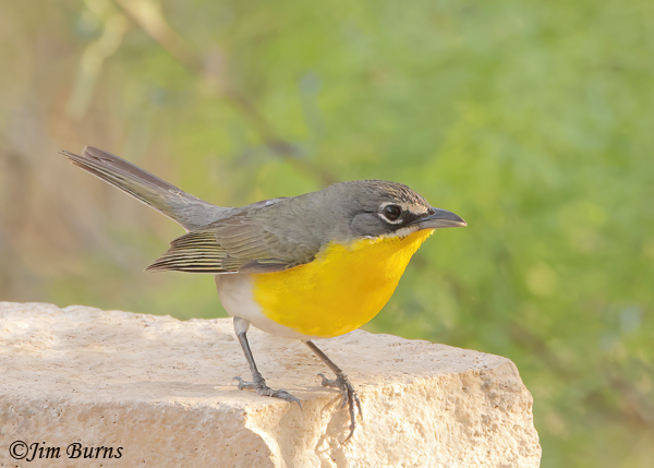 Yellow-breasted Chat on rock--0315