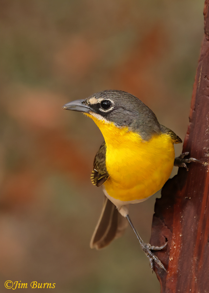 Yellow-breasted Chat alert--0458