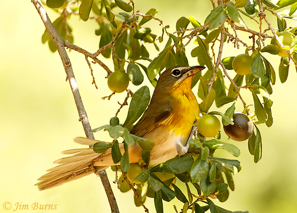 Yellow-breasted Chat with Texas Persimmon fruit--6794