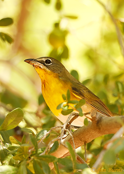 Yellow-breasted Chat in Texas Persimmon--6802