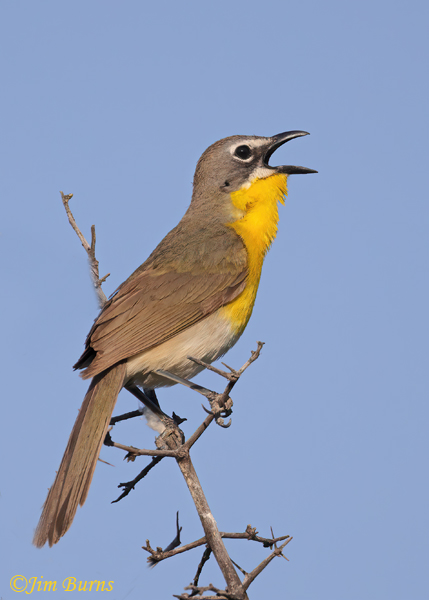 A Yellow-breasted Chat, one of the last of the arboretum's summer migrants to return, sings on territory near The Grotto.