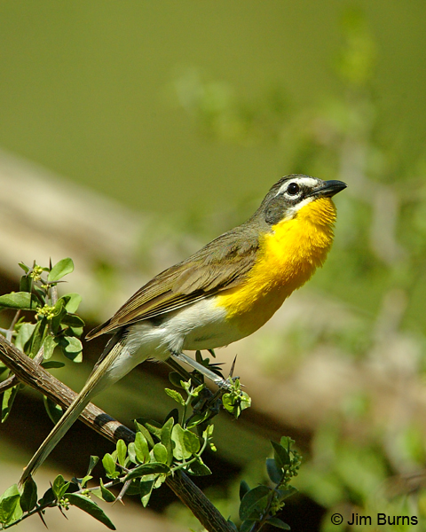 Yellow-breasted Chat singing