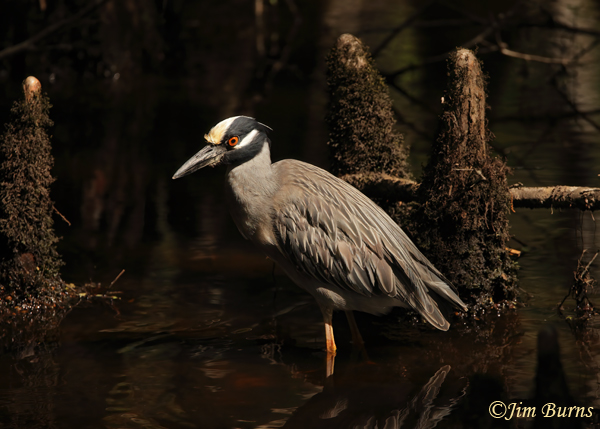 Yellow-crowned Night-Heron hunting in cypress knees--6552