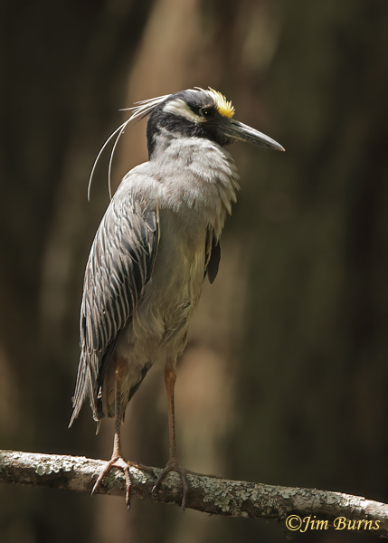 Yellow-crowned Night-Heron at rest--7713