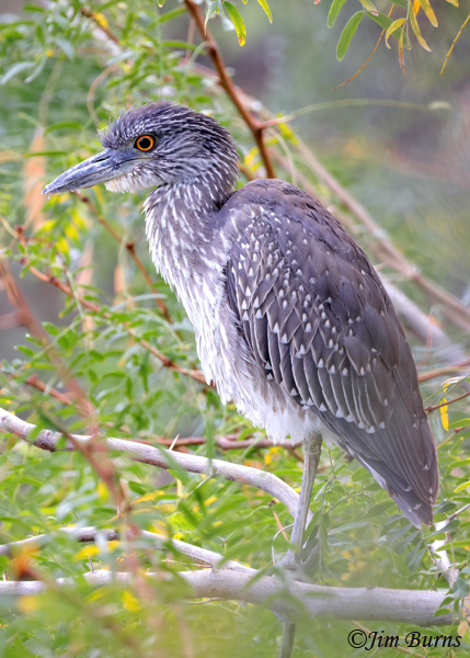 Yellow-crowned Night-Heron juvenile on alert--9546