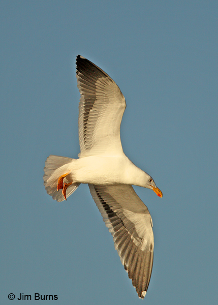 Yellow-footed Gull adult non-breeding in flight
