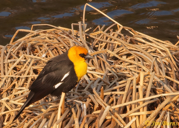 Yellow-headed Blackbird, breeding plumage in dead reeds--1684