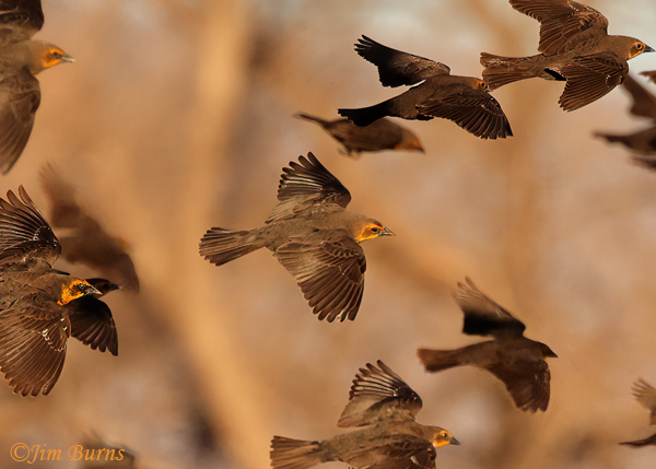 Yellow-headed Blackbird flock, focus, female--2647