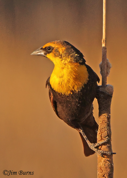 Yellow-headed Blackbird female in winter habitat--4067
