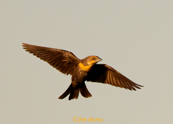 Yellow-headed Blackbird female in flight #2--4076
