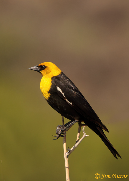 Yellow-headed Blackbird male--9708