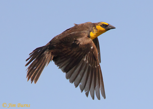 Yellow-headed Blackbird juvenile male in flight--9730