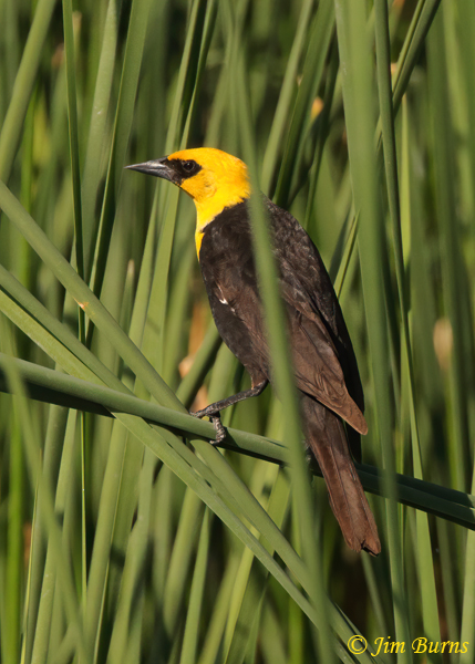 Yellow-headed Blackbird male in habitat--9713